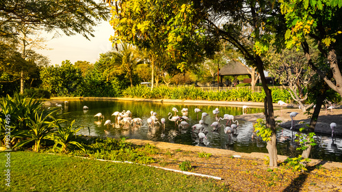 group of flamingos in the water