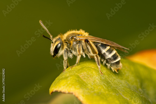 Small andrena bee resting on a leaf on an ealy spring morning