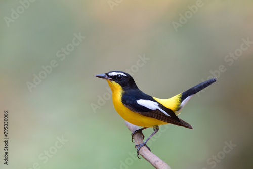 beautiful black white and yellow bird happily wagging its tail, yellow-rumped or korean flycatcher