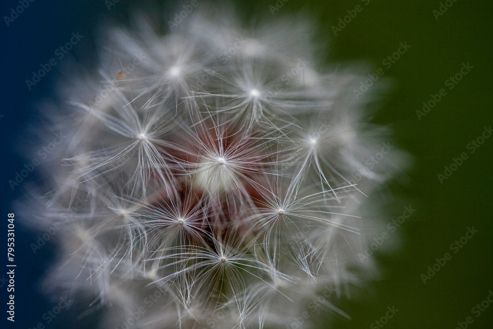 Fototapeta premium The Detail of Dandelion Umbrella