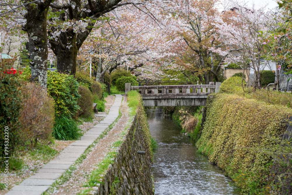 Cherry blossoms in Kyoto, Japan. Philosopher's Walk in spring, Cherry trees in blossom.