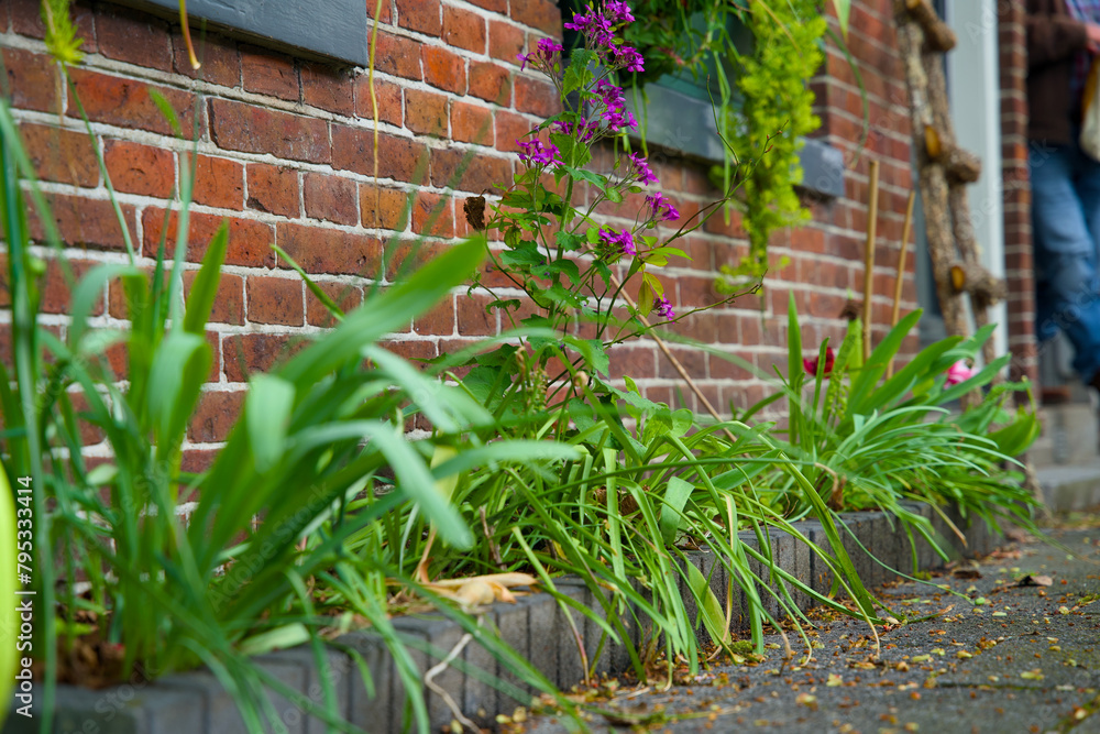 Green façade gardens and tree pit gardens for urban greening and climax adaptation Green façade gardens and tree pit gardens for urban greening and climax adaptation