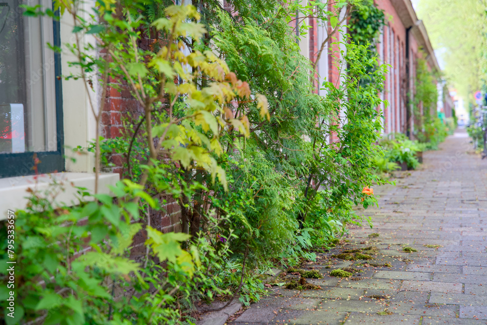 Green façade gardens and tree pit gardens for urban greening and climax adaptation