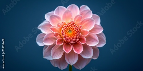 Vibrant and captivating, a single Dahlia flower blooms in full splendor, showcasing its intricate petals and rich colors.