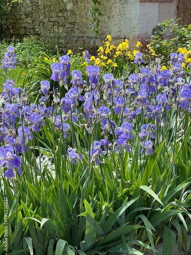Mini blue Iris in early spring