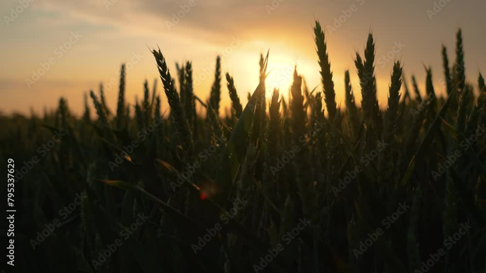 Agricultural nature with farming wheat field at sunset. Green rye ears gently swaying in wind close up. Fertile soil, harvest festival, crop yield. Agriculture industry Agricultural nature with farming wheat field at sunset. Green rye ears gently swaying in wind close up. Fertile soil, harvest festival, crop yield. Agriculture industry