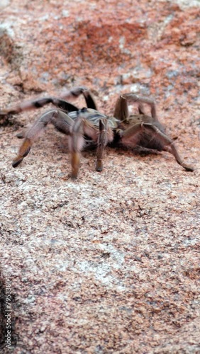 Brown spider Augacephalus walking on a rock on vertical video. photo