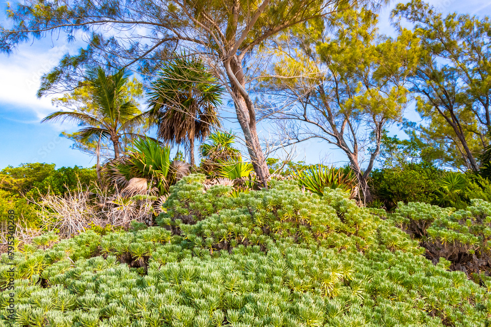 Caribbean beach nature palm trees plant jungle forest nature Mexico.