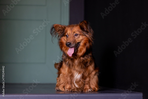 Livercolored terrier dog with its tongue hanging out standing on table photo