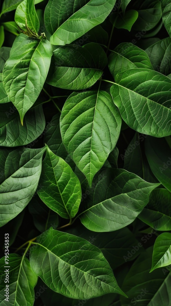 Fototapeta premium Full frame shot of lush, fresh green leaves, creating a vibrant nature background.