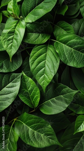 Full frame shot of lush, fresh green leaves, creating a vibrant nature background.