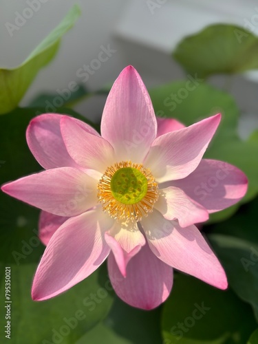 pink lotus flower