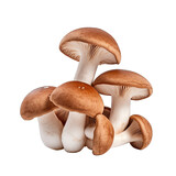 A group of shimeji mushrooms on a white background