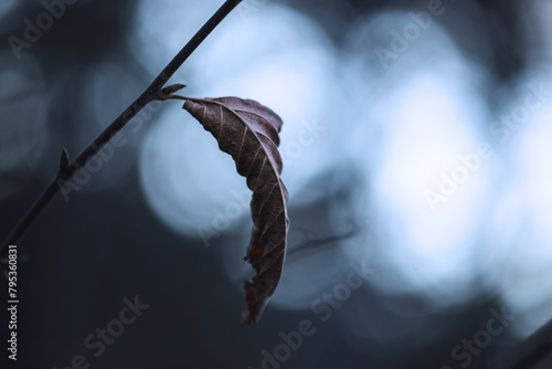 vista macro su di una foglia marrone, secca e raggrinzita, ancora attaccata al ramo di un albero, in inverno, di sera, nella penombra, con sfondo astratto chiaro e scuro, con sfumature di blu