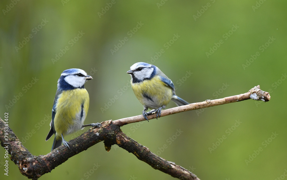 Obraz premium Blaumeisen