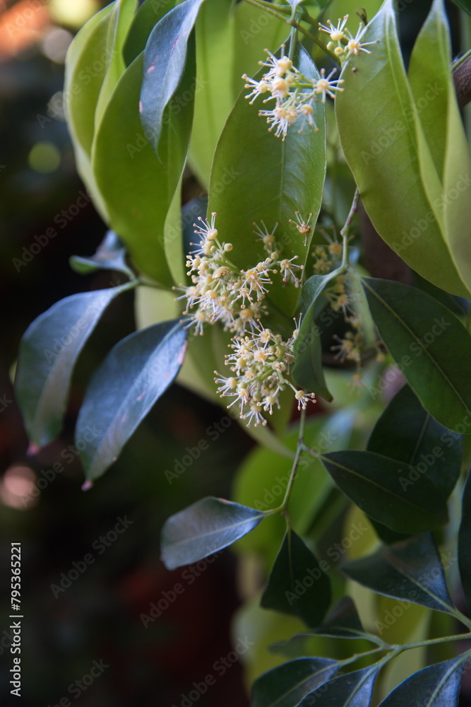 Litchi lychee tree in bloom ornamental plant with edible fruits Stock Litchi lychee tree in bloom ornamental plant with edible fruits Stock