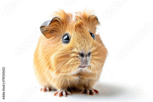 A small guinea pig posing for the camera