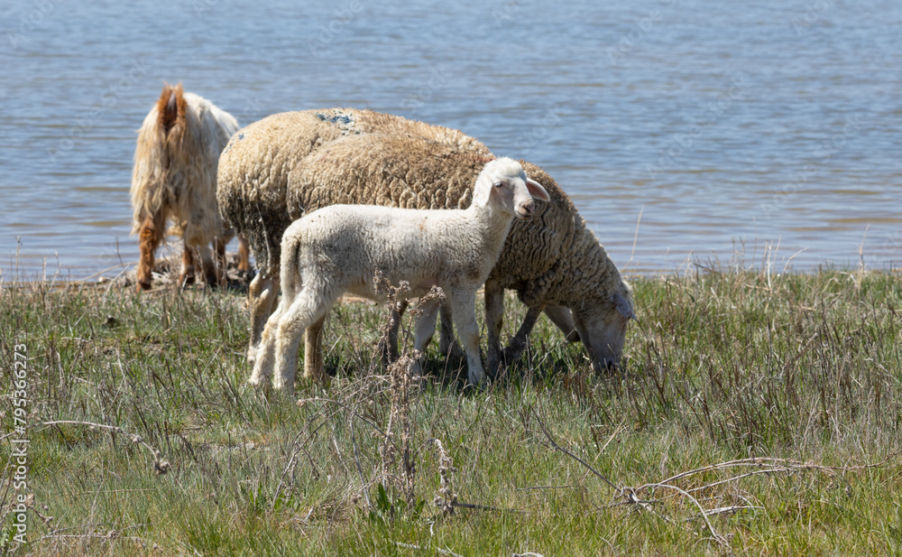 Obraz premium sheep, lamb, animal, farm, goat, grass, agriculture, nature, mammal, livestock, spring, meadow, field, wool, farming, rural, white, baby, pasture, countryside, young, green, domestic, ewe, animals