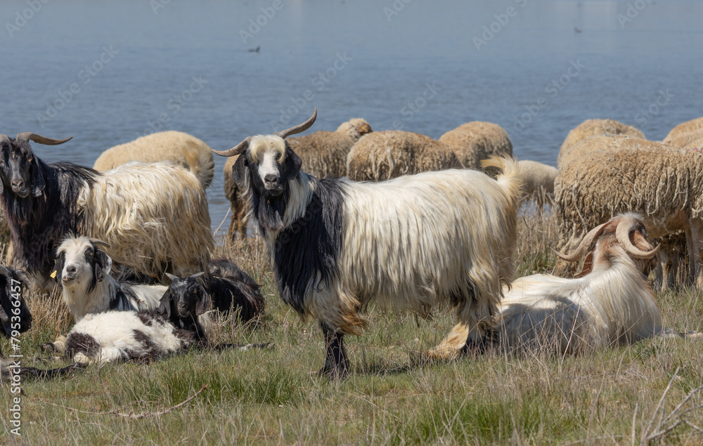 Obraz premium sheep, lamb, animal, farm, goat, grass, agriculture, nature, mammal, livestock, spring, meadow, field, wool, farming, rural, white, baby, pasture, countryside, young, green, domestic, ewe, animals