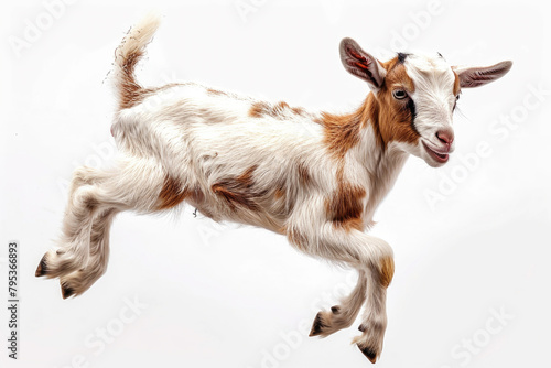 A young goat kid jumping in the air
