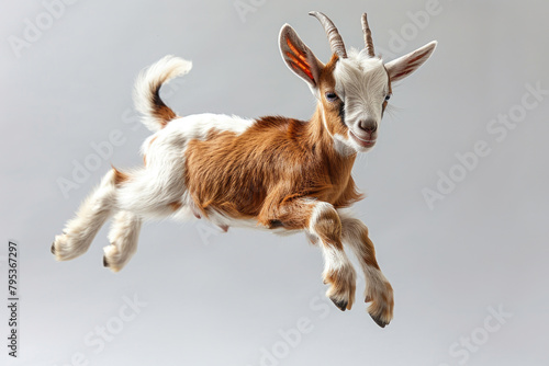 A young goat kid jumping in the air photo