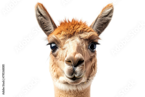 An attentive alpaca with a curious gaze