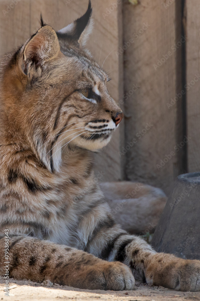 Lynx profile, resting in the shade Lynx profile, resting in the shade