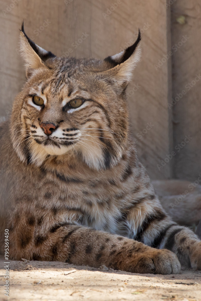 Fototapeta premium Lynx, resting in the shade