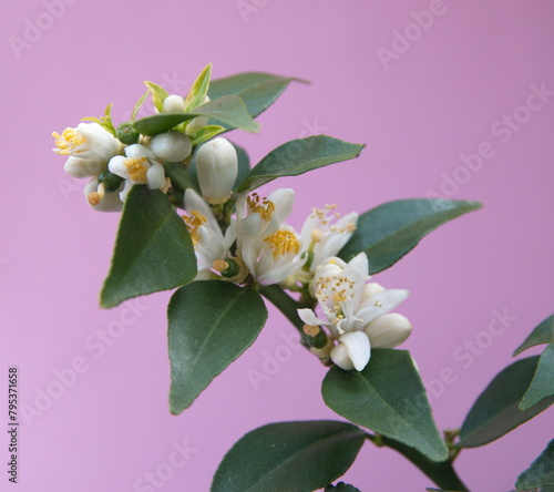 Blossom of chinotto, Citrus myrtifolia, the myrtle-leaved orange tree, exotic ornamental houseplant, on lilac pink background photo