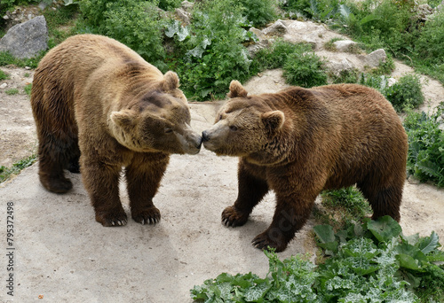 Two Brown Bears (Ursus arctos) © Zoran Karapancev
