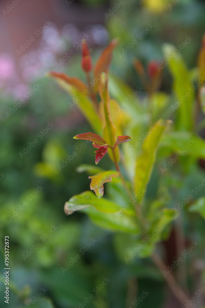Foliage of Pomegranate tree with fruits, green pomegranate fruits Foliage of Pomegranate tree with fruits, green pomegranate fruits
