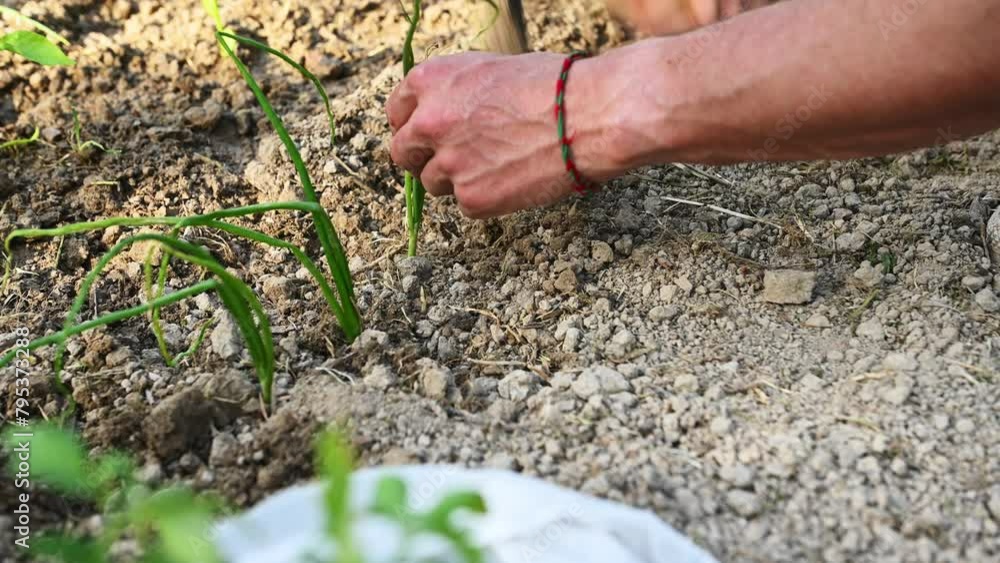Close-up male farmer digging ground for planting germinated seedlings in the agricultural field, Gardening. Horticulture Close-up male farmer digging ground for planting germinated seedlings in the agricultural field, Gardening. Horticulture