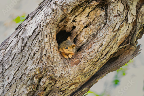 Fox Squirrel in a Tree
