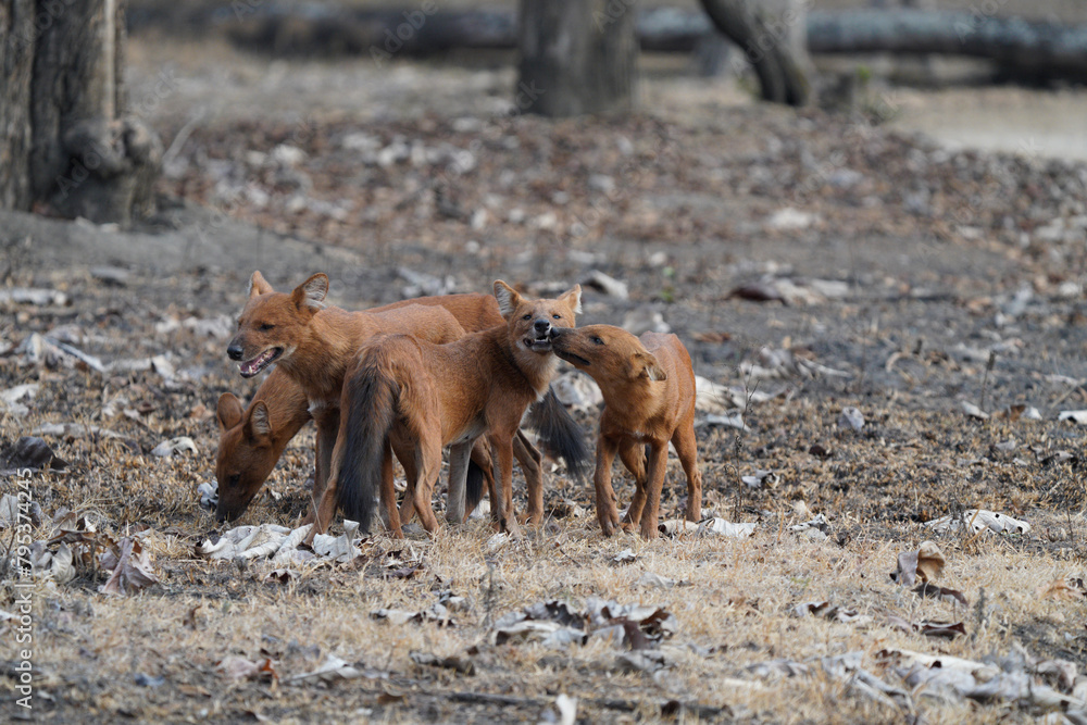 Fototapeta premium Wild Dog or Dhole in India
