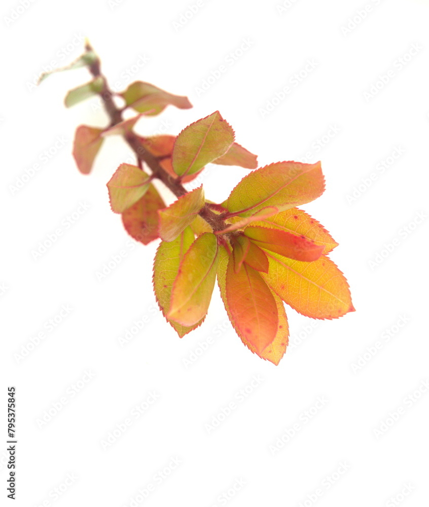 Branch of Arbutus unedo in bloom, common name Branch of Arbutus unedo in bloom, common name