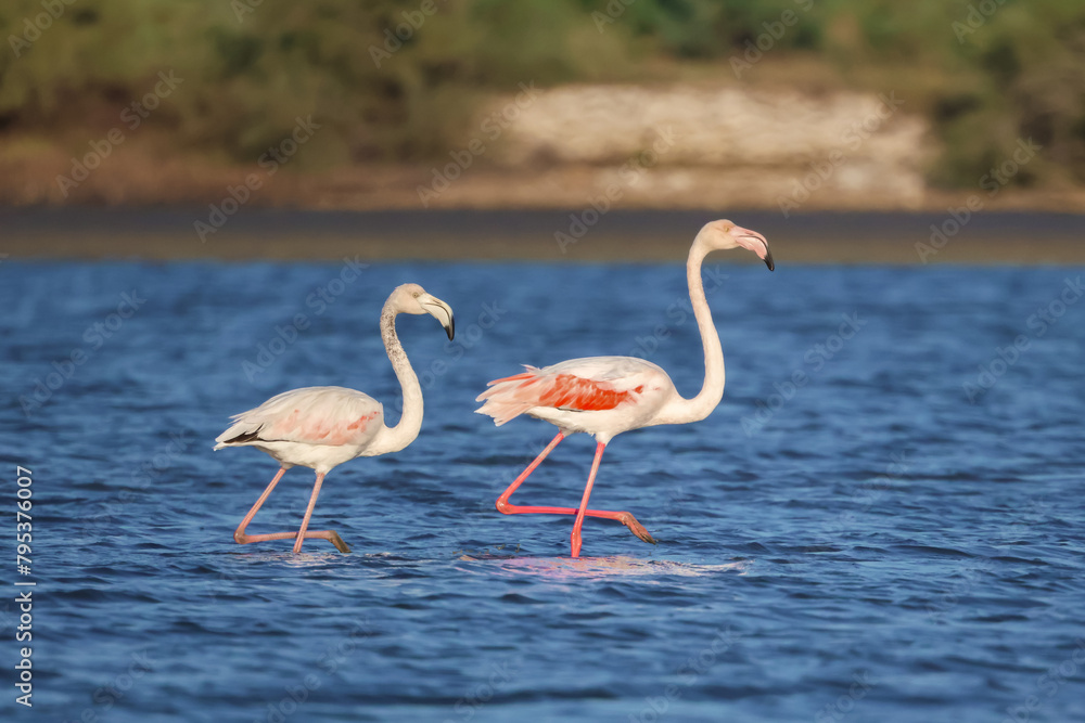 Obraz premium Two pink flamingos walking in the water
