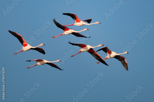 Flock of flamingos in flight