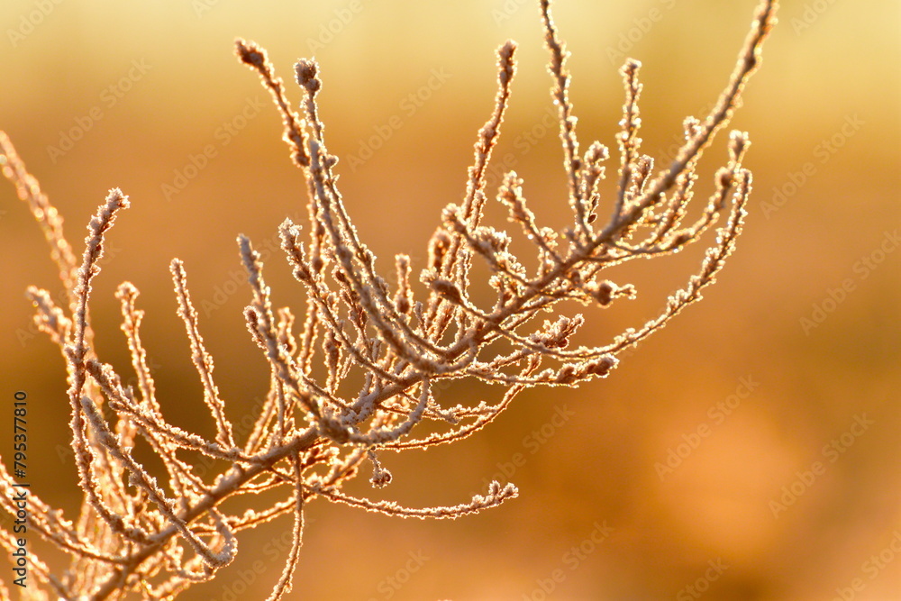 Fototapeta premium 冬の朝 霜のイメージ