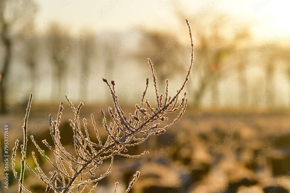 Obraz premium 冬の朝 霜のイメージ