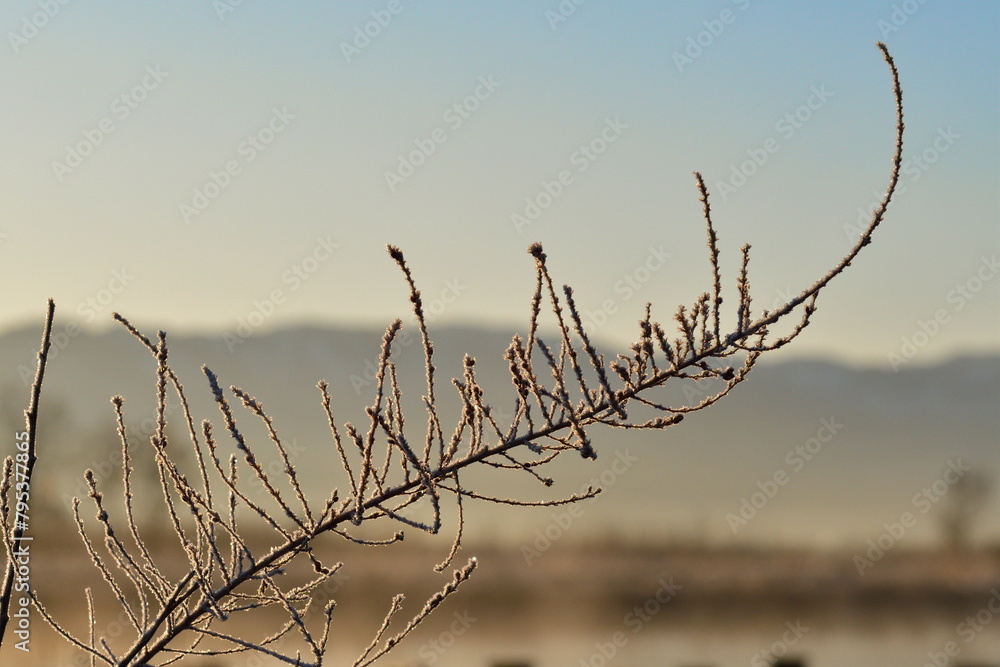 Obraz premium 冬の朝 霜のイメージ