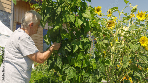 CLOSE UP: An elderly gardener harvesting ripe pods of green beans in the vegetable garden. Old lady is handpicking fresh homegrown veggies of seasonal production, grown in a natural and organic way. © helivideo