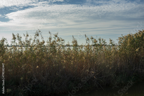 Photograph of a reed thicket