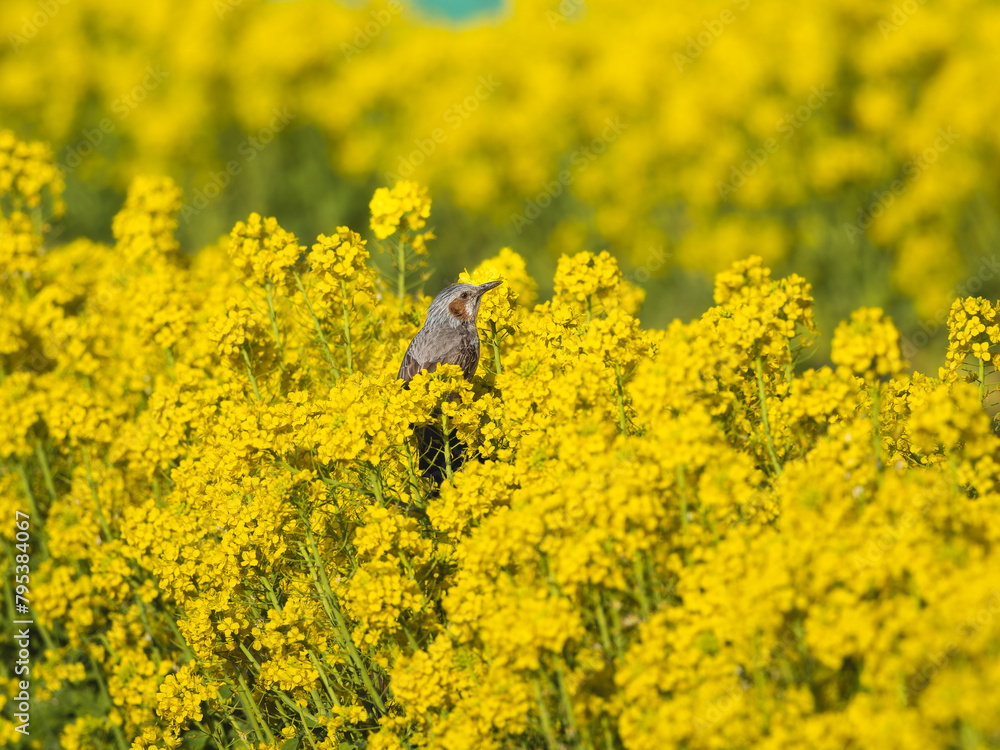 Obraz premium 菜の花を食べるヒヨドリ
