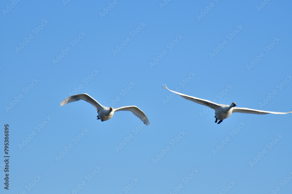 Obraz premium 白鳥