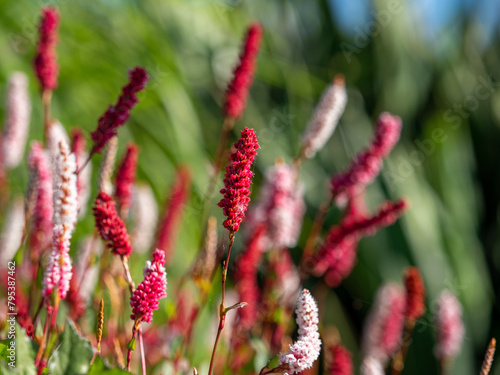 Persicaria amplexicaulis - Red and White Flowers in Field photo