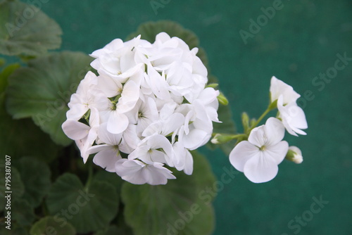 White Geranium Zonal in bloom, Pelargonium hortorum photo