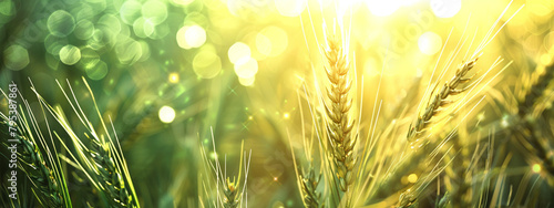Fields of tranquility: isolated wheat ears and green abstract backgrounds...Soft bokeh illuminates isolated wheat ears in motion. photo
