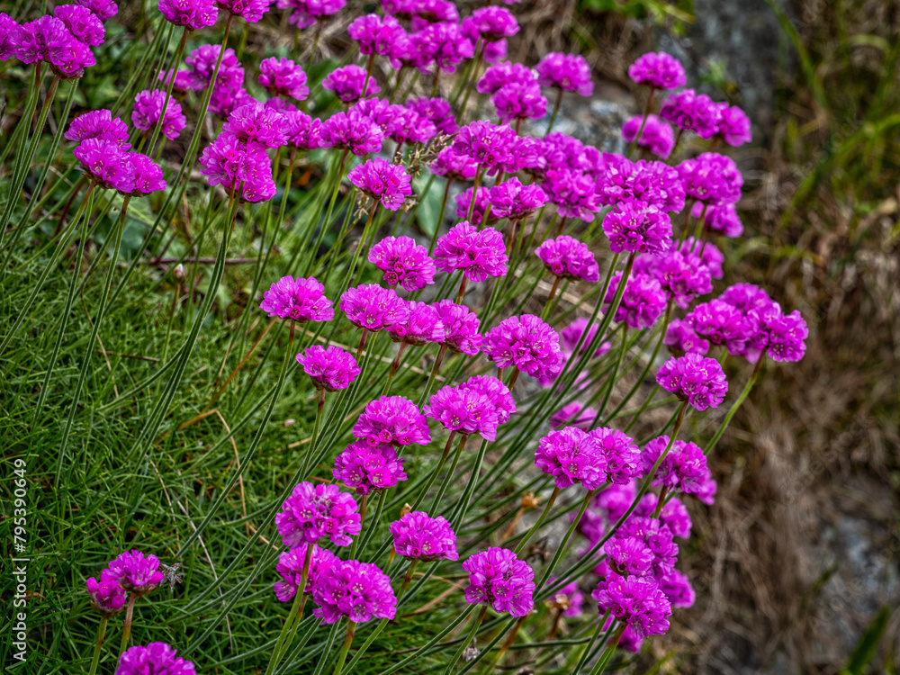 Armeria alpina - Purple Flowers Blooming in Field Armeria alpina - Purple Flowers Blooming in Field