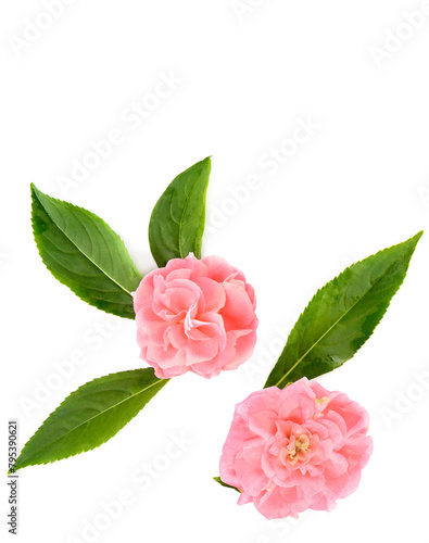 Balsam flowers isolated on white. Collage. Free space for text. Vertical photo.