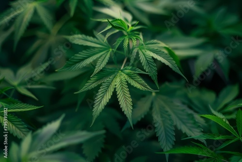 lush cannabis leaves closeup medicinal marijuana plant photography